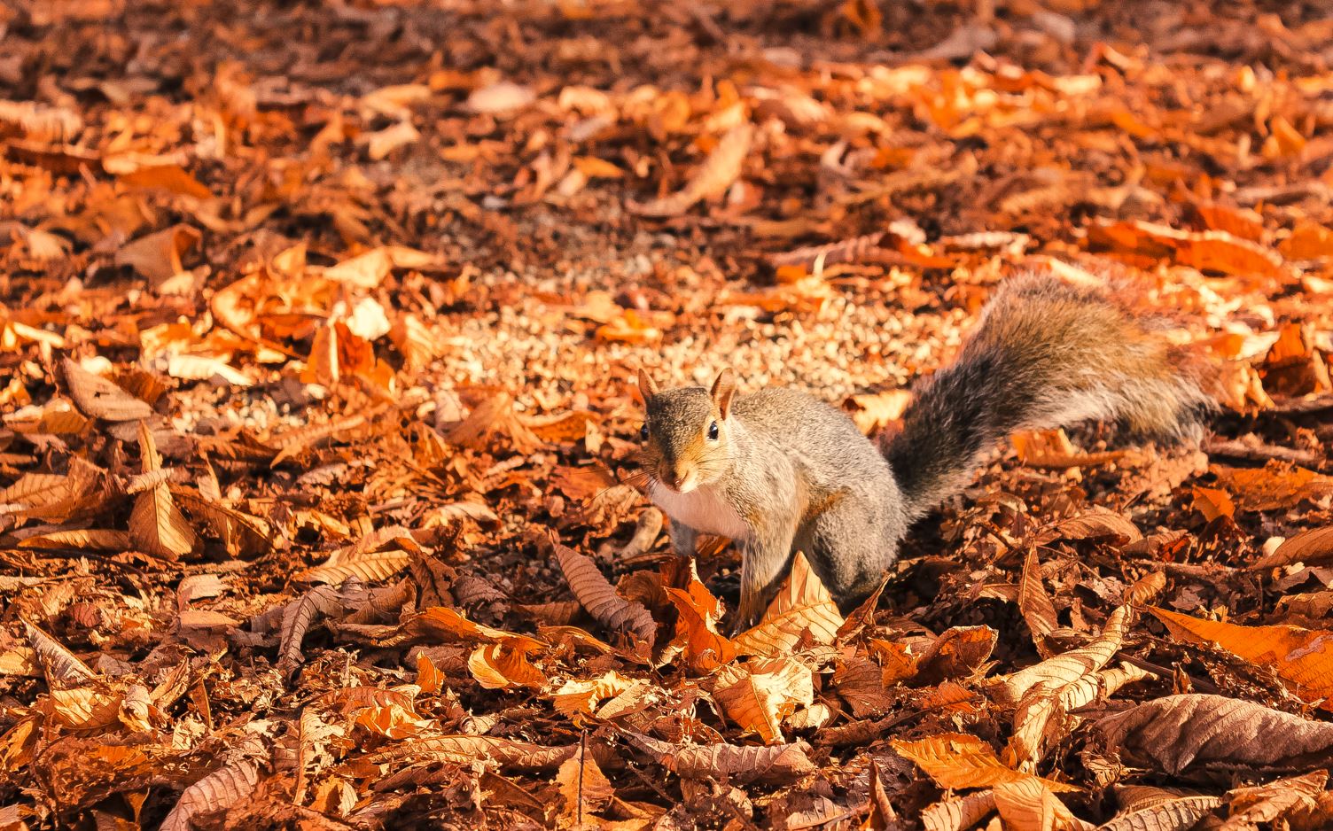 Autumn Wanderings with Squirrels and fallen leaves