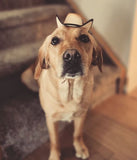 Black Pet Cowboy Hat