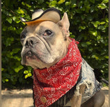 Black Pet Cowboy Hat