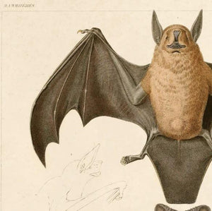 Mexican Freetail Bat Vintage Print - 8"x10"