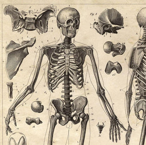 Vintage Anatomy Skeleton Diagram Print 8x10"