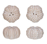 Sea Urchin Salt & Pepper Shakers