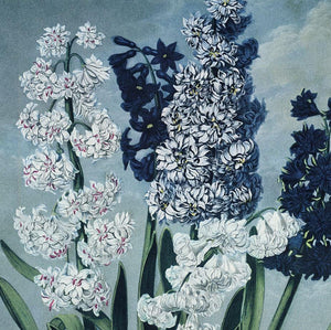 Vintage Botanical Hyacinths Flower 8X10 Print