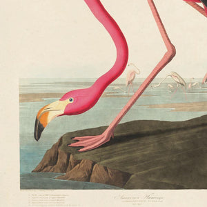 Vintage Flamingo Bird 8x10 Print