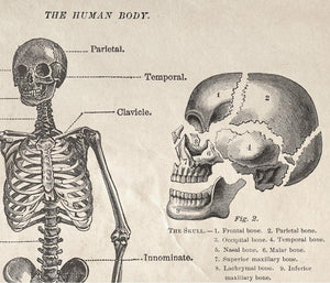 Vintage Anatomy Human Body Skeleton 11x14 Print