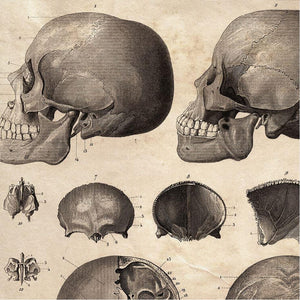 Vintage Anatomy Skull Diagram 10x8 Print