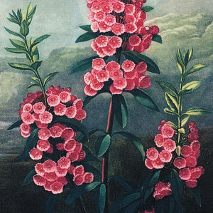 Vintage Botanical Mountain Laurel 8x10 Print