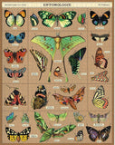 Entomology Buttterflies 1000pc Puzzle