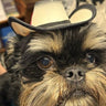 Black Pet Cowboy Hat