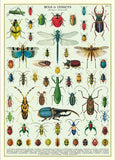 Bugs & Insects Poster