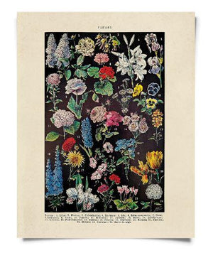 Fleurs 2 Vintage Botanical Print - 11"x14"