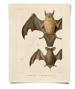 Mexican Freetail Bat Vintage Print - 8"x10"