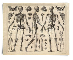 Vintage Anatomy Skeleton Diagram Print 8x10"