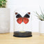 Royal Queen Flasher Butterfly Bell Jar