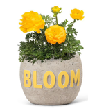 BLOOM Planter