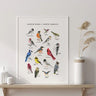 Garden Birds of North American Print