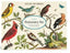 Birds Stationary Set