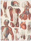 Muscle Anatomy Softcover Notebook