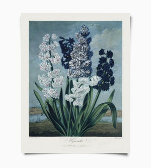 Vintage Botanical Hyacinths Flower 8X10 Print