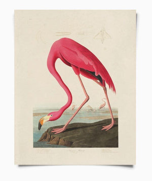 Vintage Flamingo Bird 8x10 Print