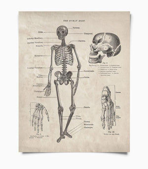 Vintage Anatomy Human Body Skeleton 11x14 Print