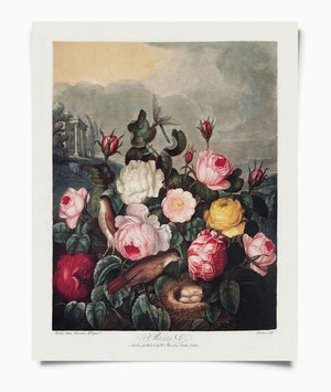 Vintage Botanical Garden Roses 8x10 Print