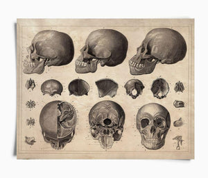 Vintage Anatomy Skull Diagram 10x8 Print