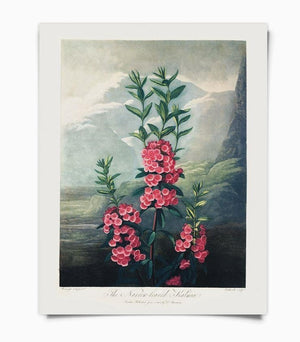 Vintage Botanical Mountain Laurel 8x10 Print