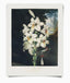 Vintage Botanical White Lily Bloom 8x10 Print