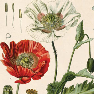 Poppy Flower Vintage Print - 11"x14"